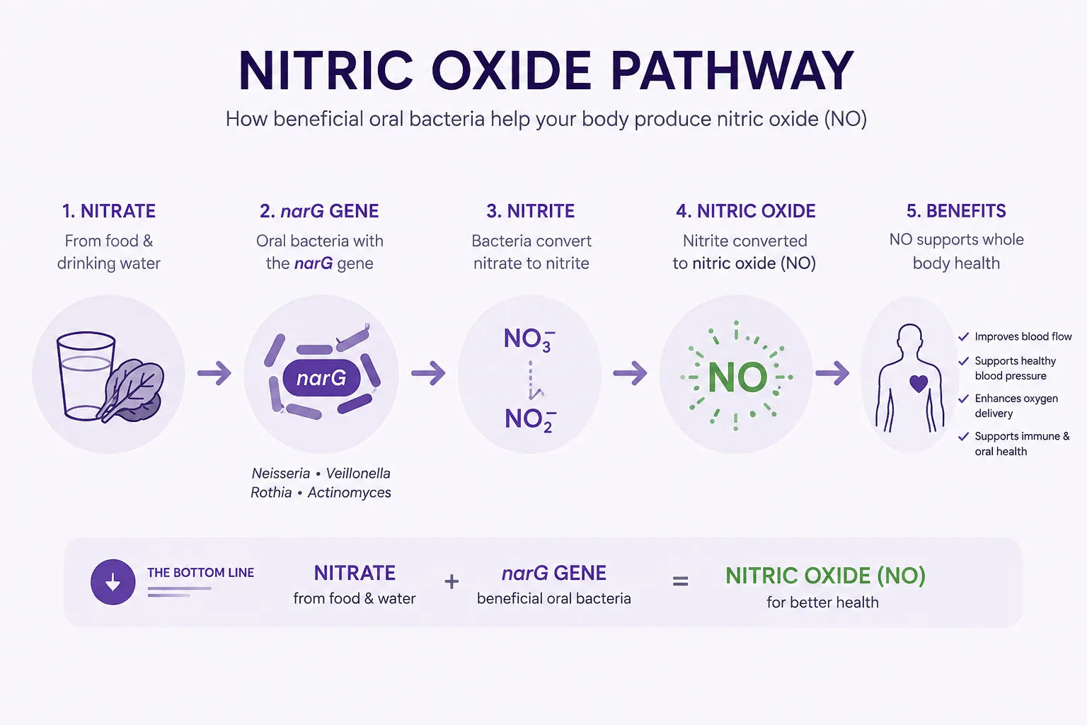 Leafy greens to nitrate-reducing oral bacteria to nitric oxide