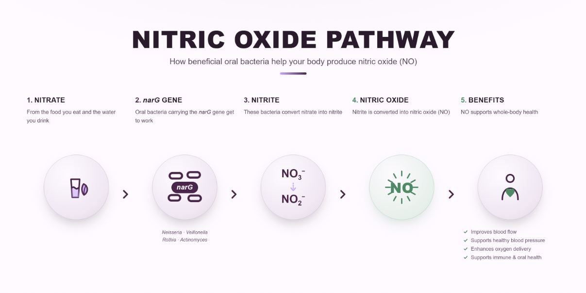 The nitric oxide pathway